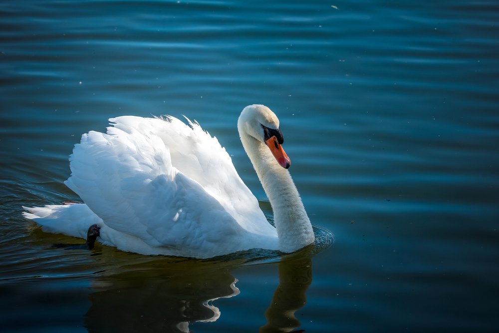 Photograph by Сергей Нагель-Синегубов