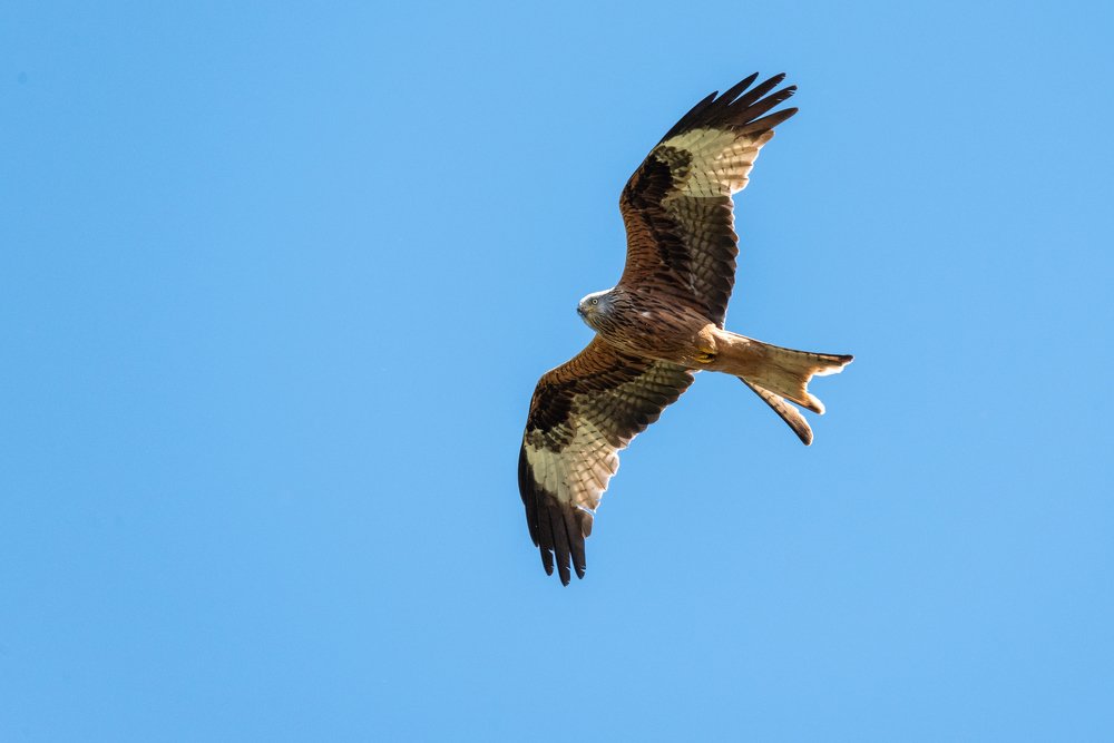 Photograph by Сергей Нагель-Синегубов