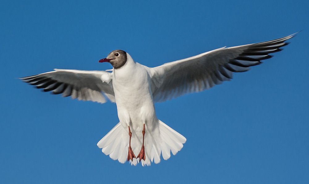 Photograph by Peter Hennig