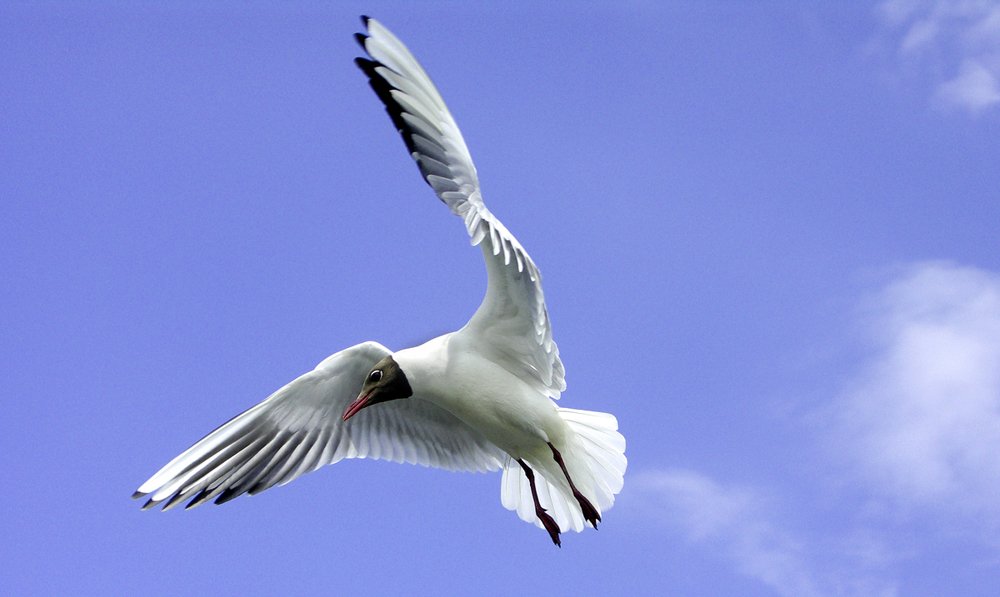 Photograph by Peter Hennig