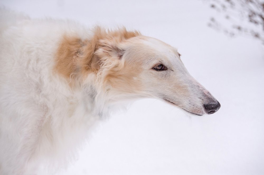 Photograph by Кристина Фарнакеева