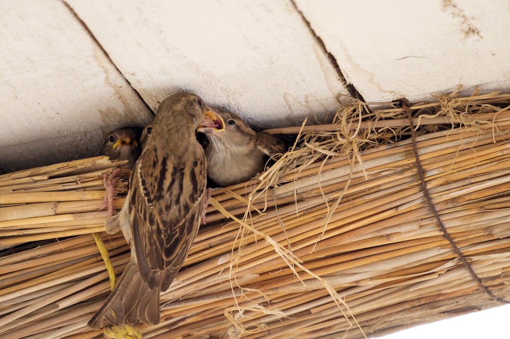 Photograph by Александр Максимов