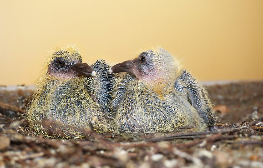 А может наш предок был птеродактилем?!