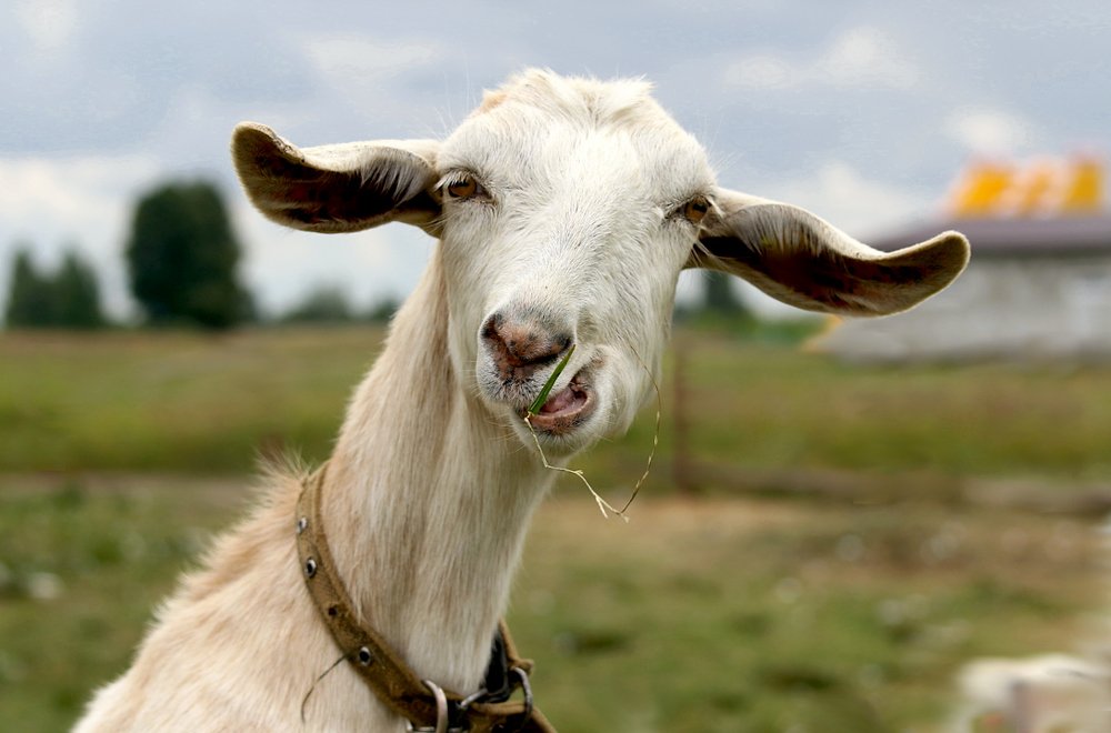 Photograph by Шруб (Беляева) Татьяна