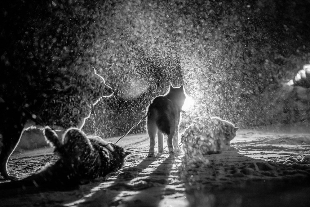 Фотография автора Надежда Лебедева