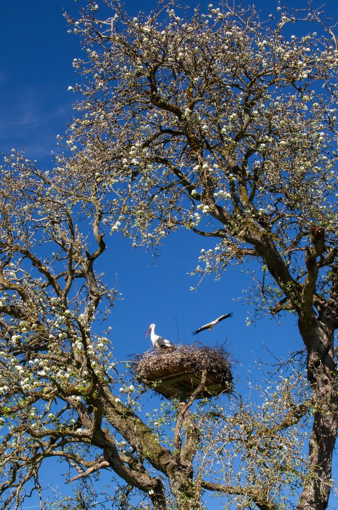 Аисты вернулись.  The storks are back.