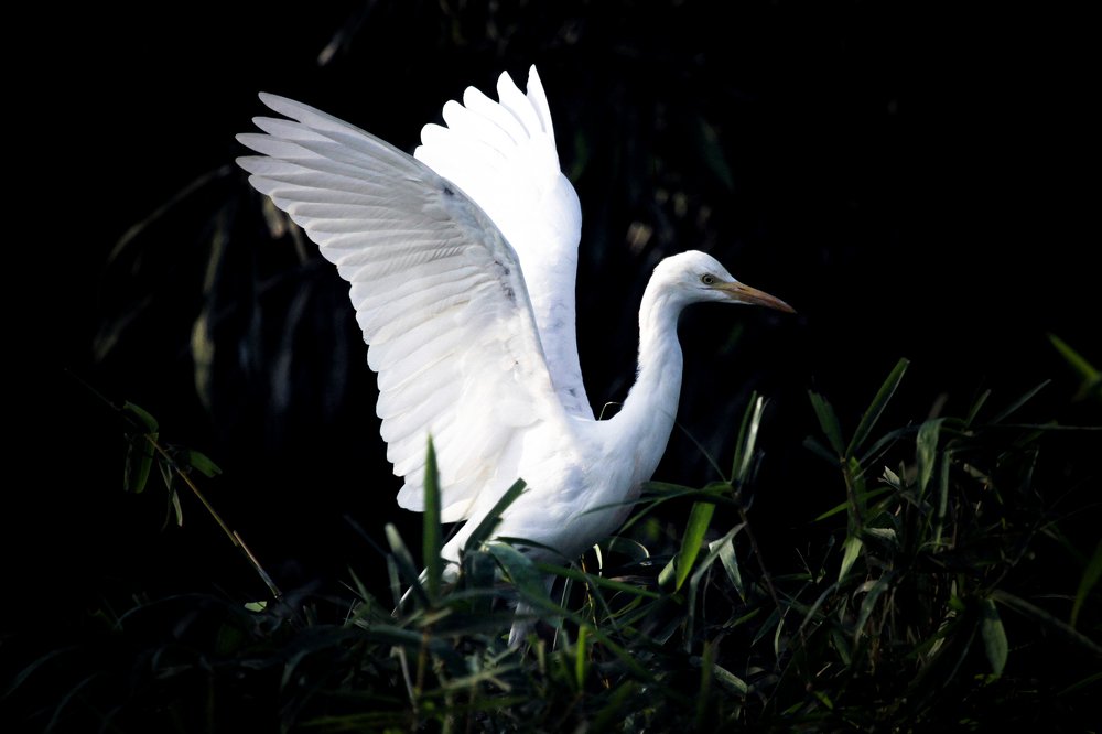 Photograph by Baraya Rocky