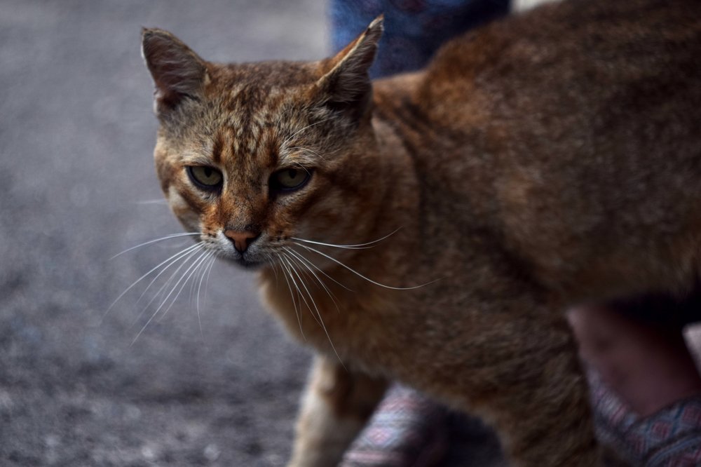 Photograph by Никита Сафонов