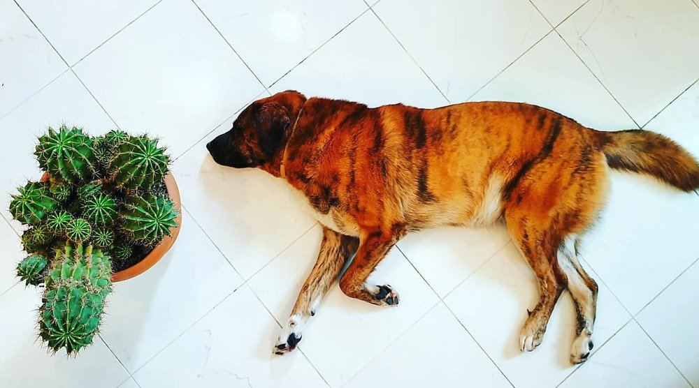 Photograph by Екатерина Маградзе