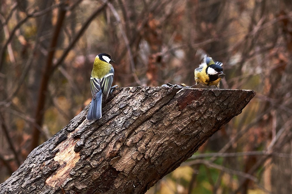 Photograph by Елена Ельцова