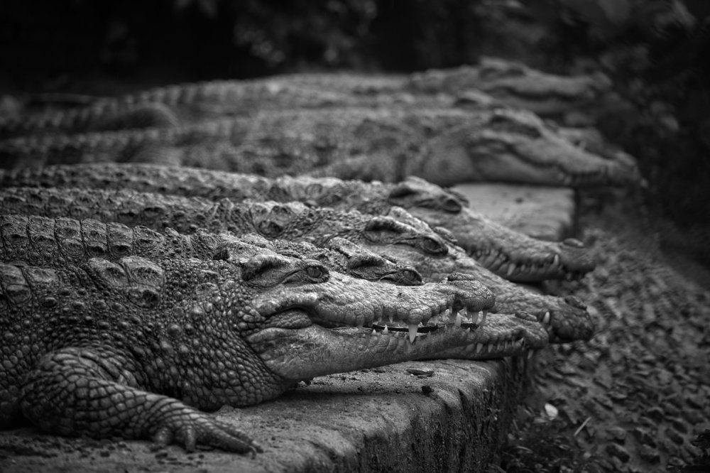 Here are seven bad boys,  i mean crocodiles.
