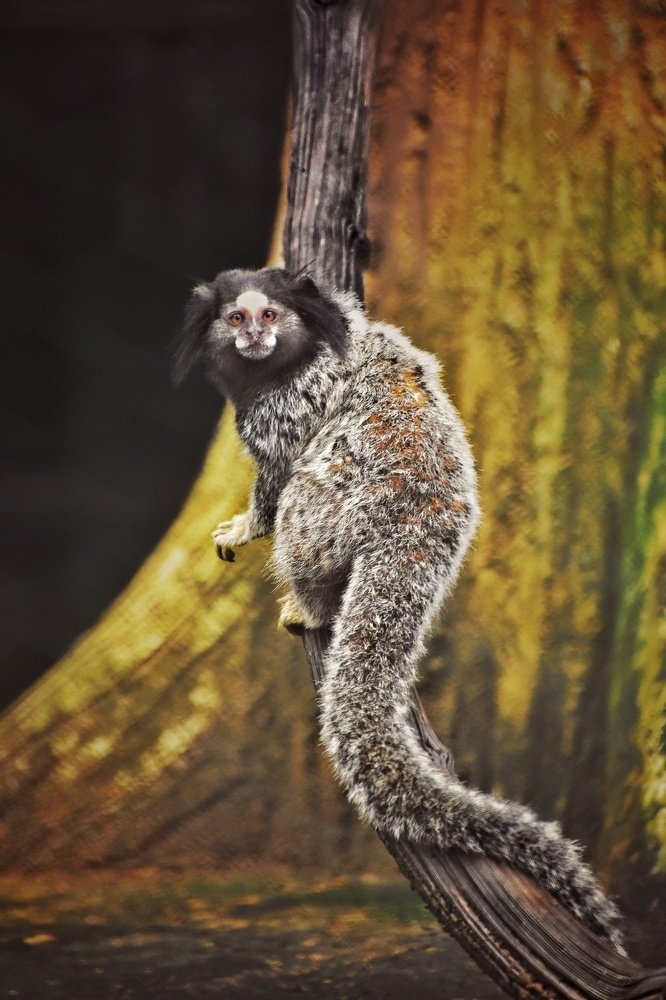 Marmoset, the primate species sitting on a branch of a tree.