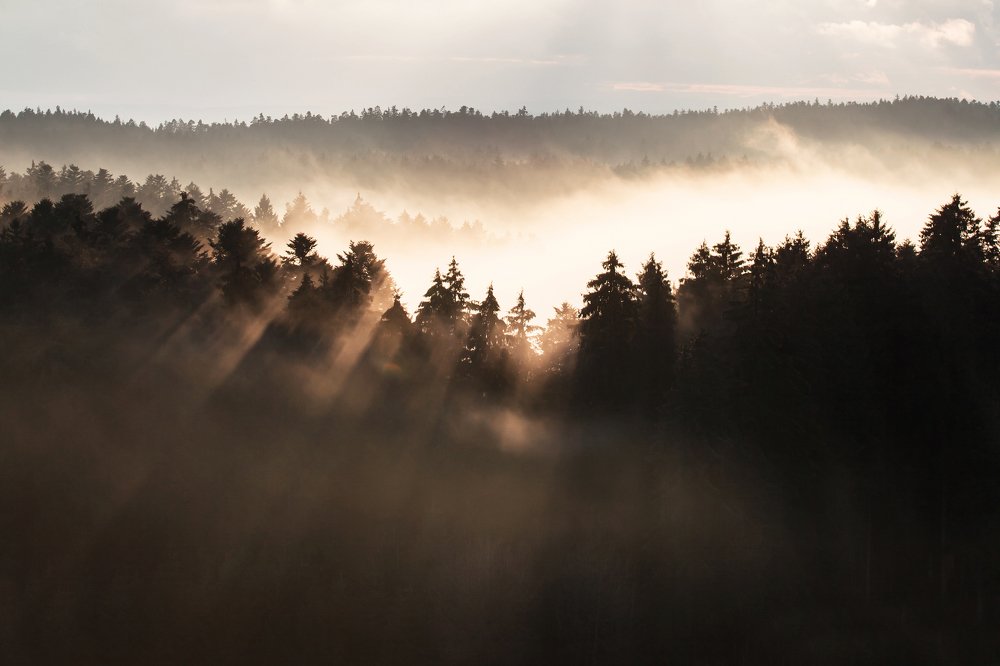 Чёрный лес. The Black forest.