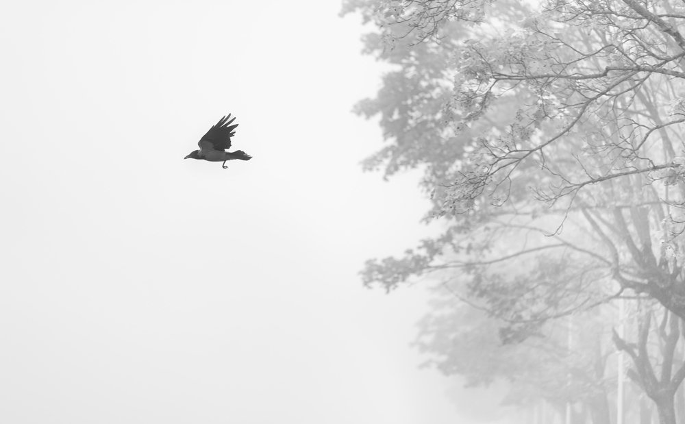 Photograph by Ирина Малина