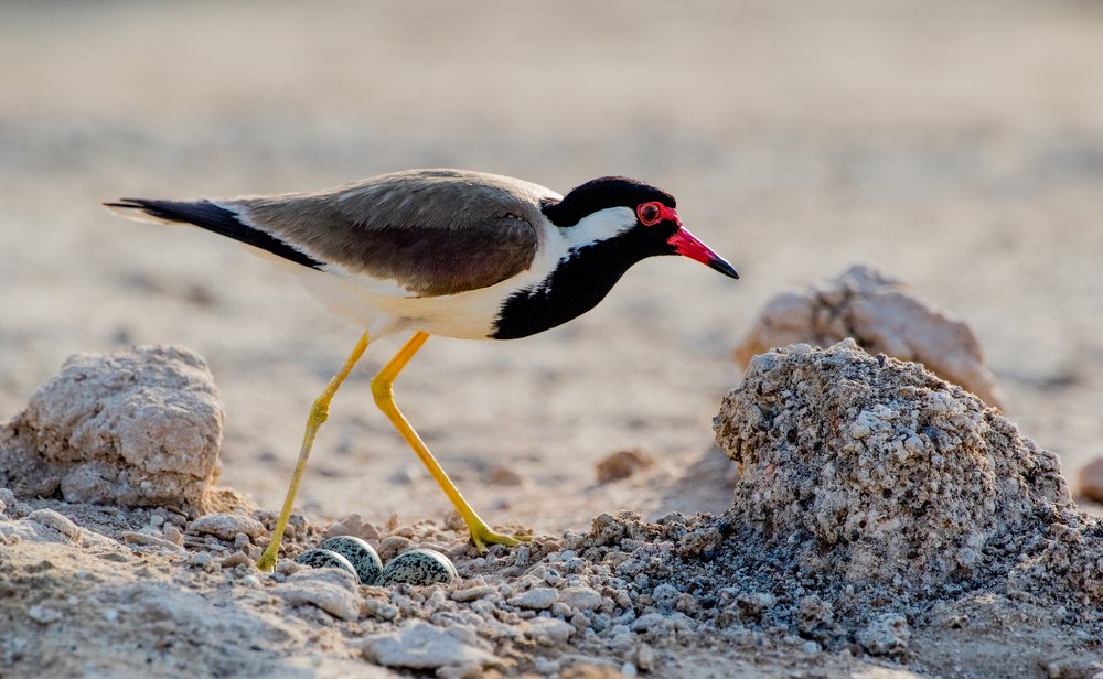 Photograph by Nuwair ALHajeri