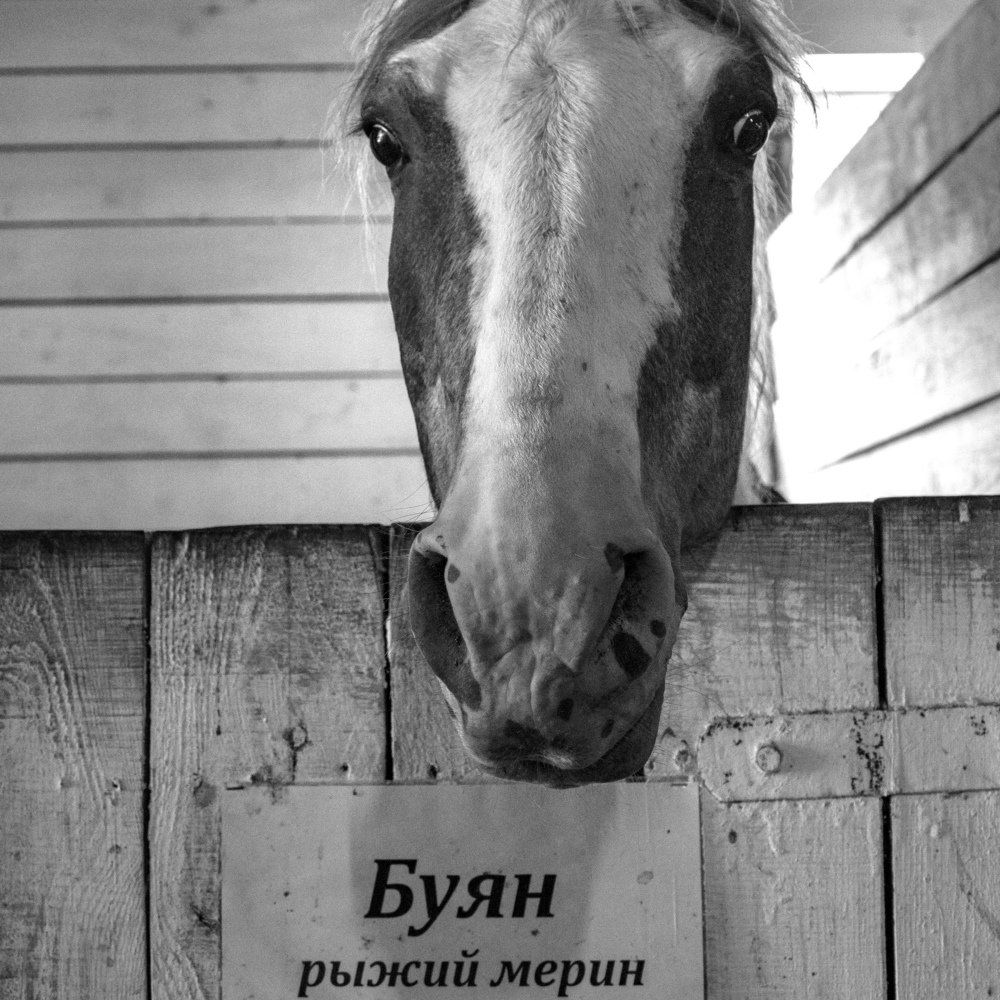 Буян - рыжий мерин.