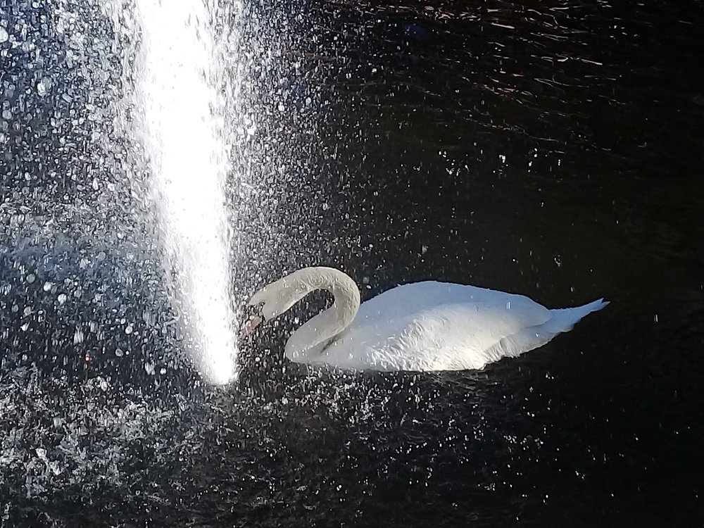 Фотография автора Bahaaddin Saber