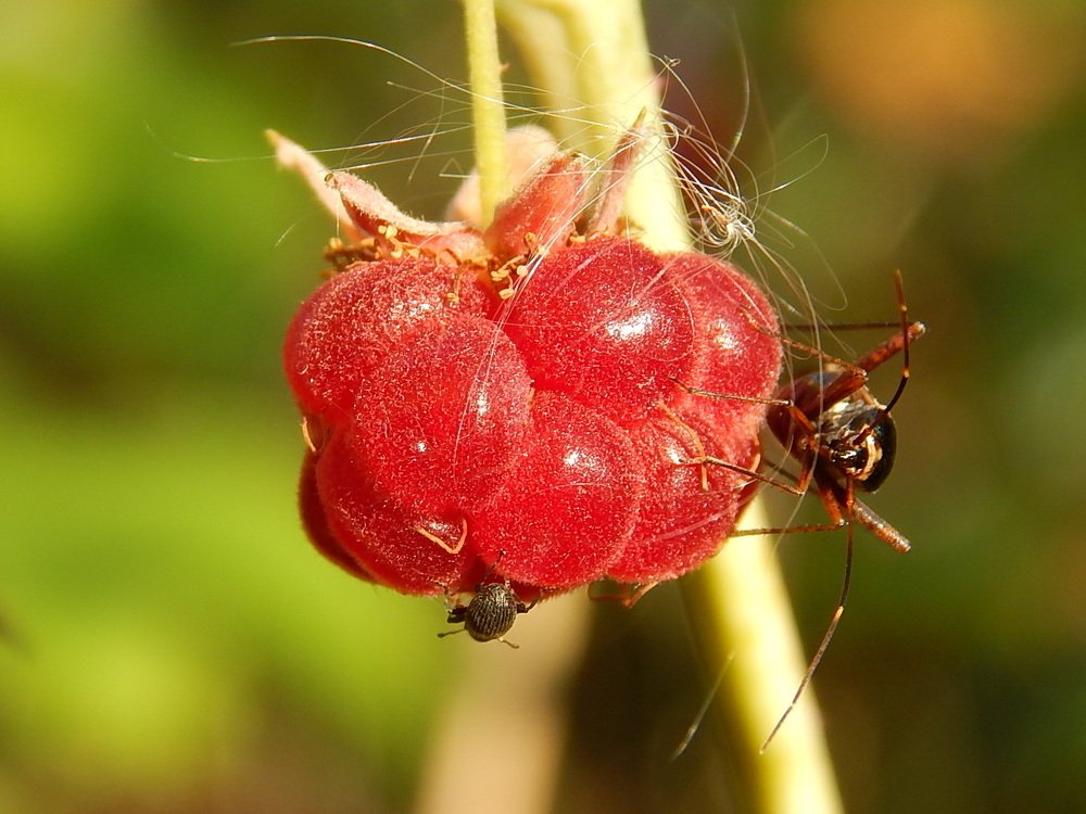 Photograph by Диана Бородзе