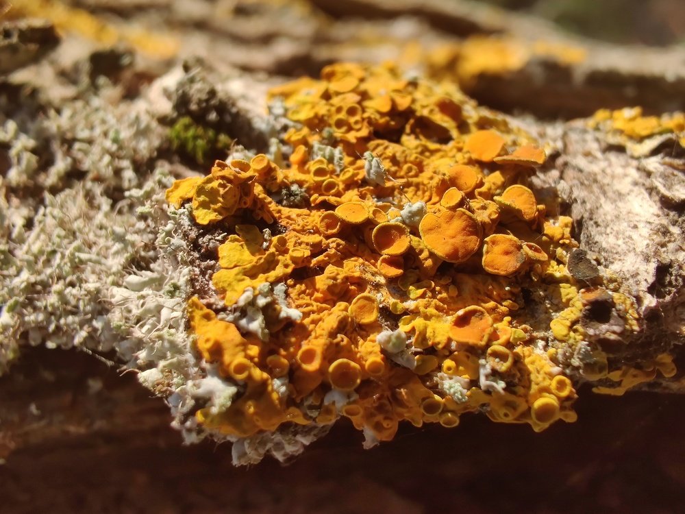 Some macro of wood mushrooms