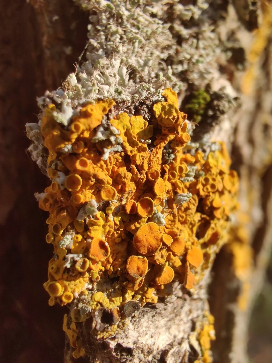 Some macro of wood mushrooms