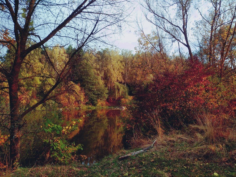 Fall colours near the lake