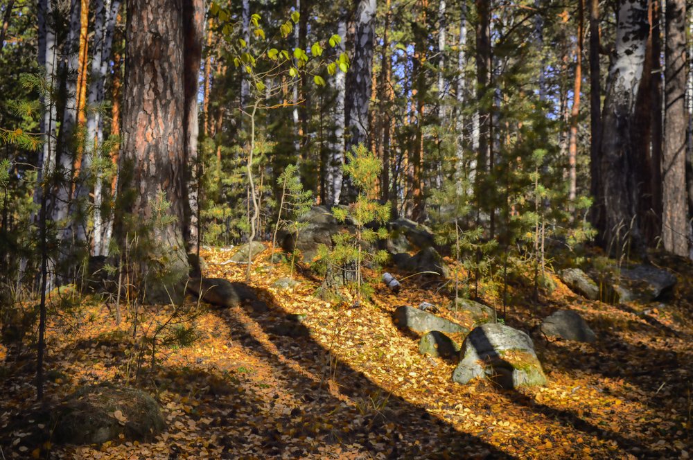 Солнышко лесное