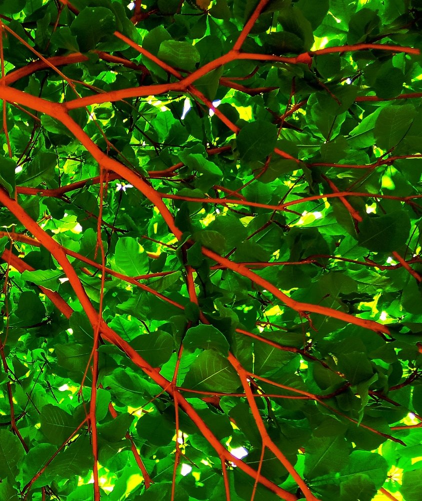 Photograph by Kapil Singh