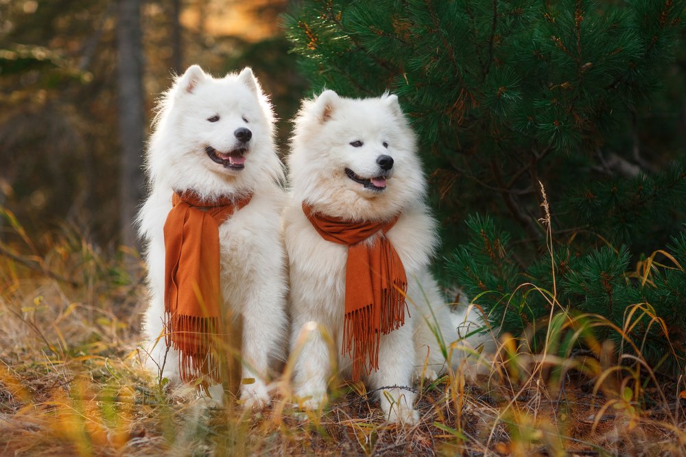 Photograph by Александр Петунин