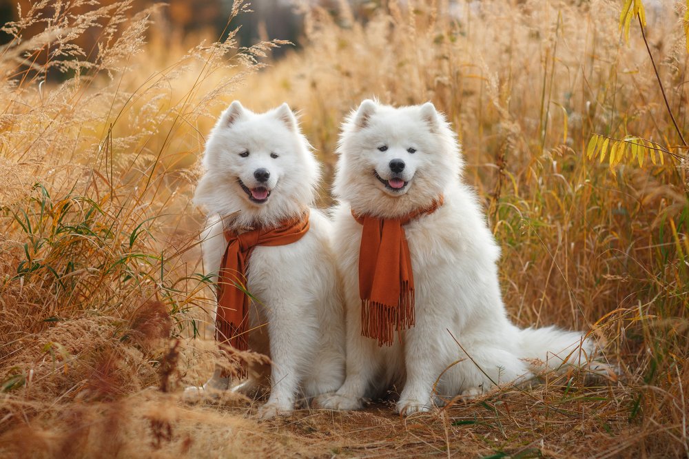 Photograph by Александр Петунин