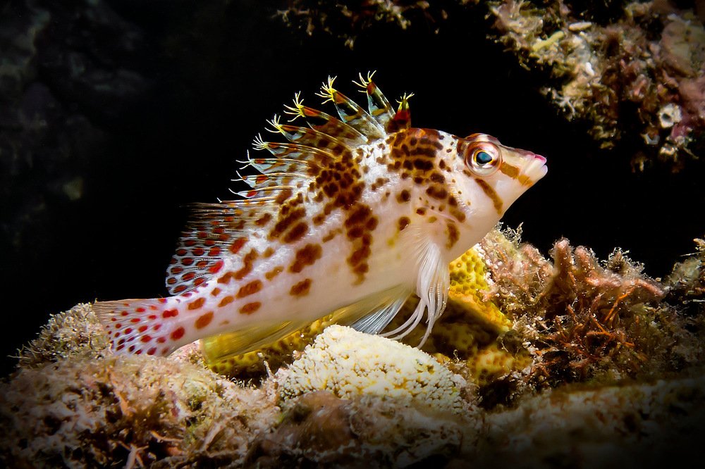 Кудрепер фалко  - Dwarf hawksfish