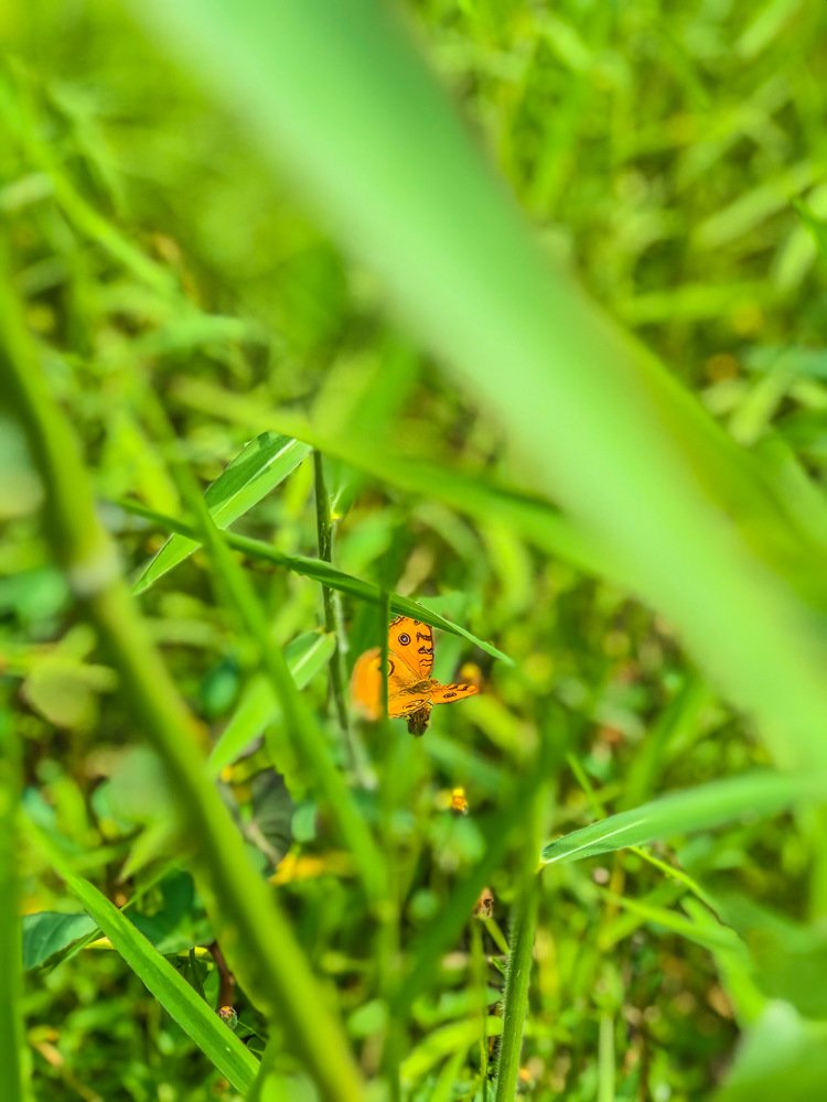 Photograph by Joel Kewan