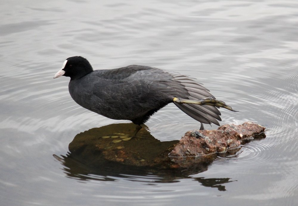 Лысуха - йог