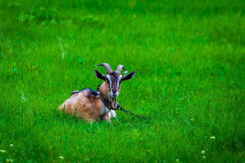 Photograph by Михаил Гнатковский