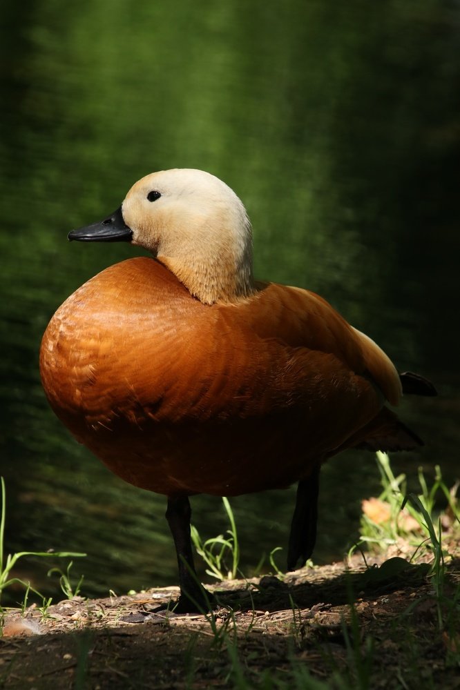 Photograph by Наталья Гайдукевич