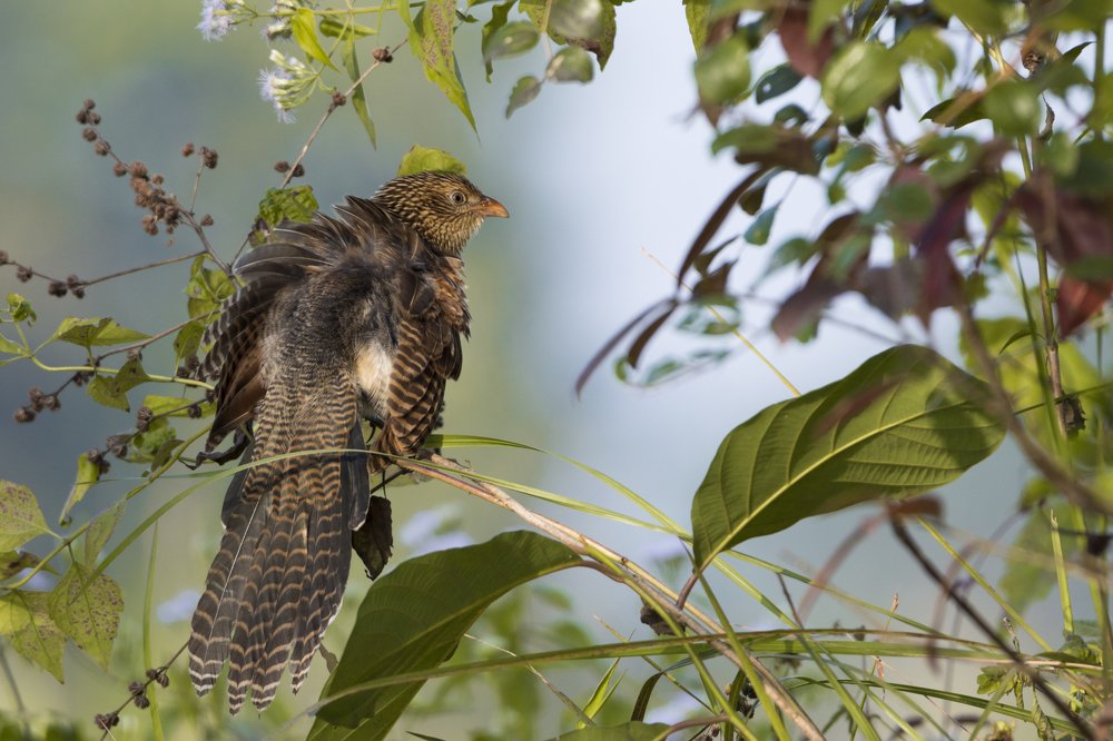 Photograph by Pinak Paul