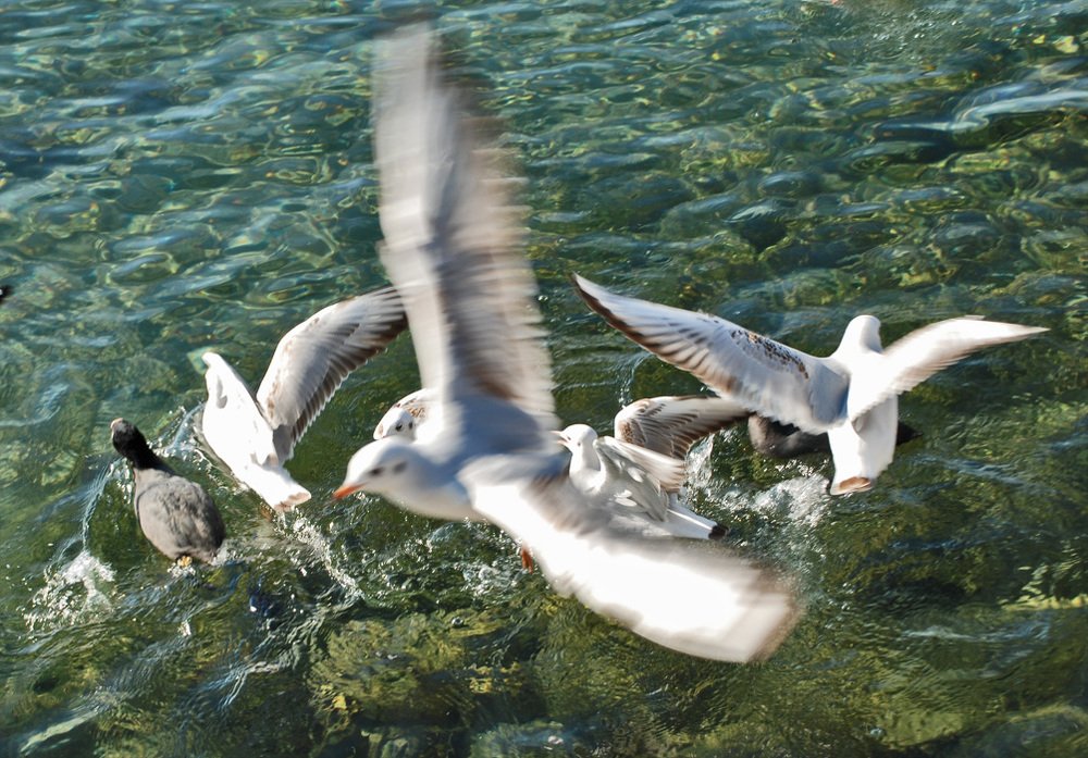 Photograph by Gordana Nikolovska-Dimeska