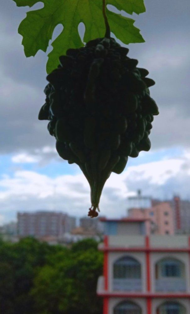 The Lonely Bitter Gourd