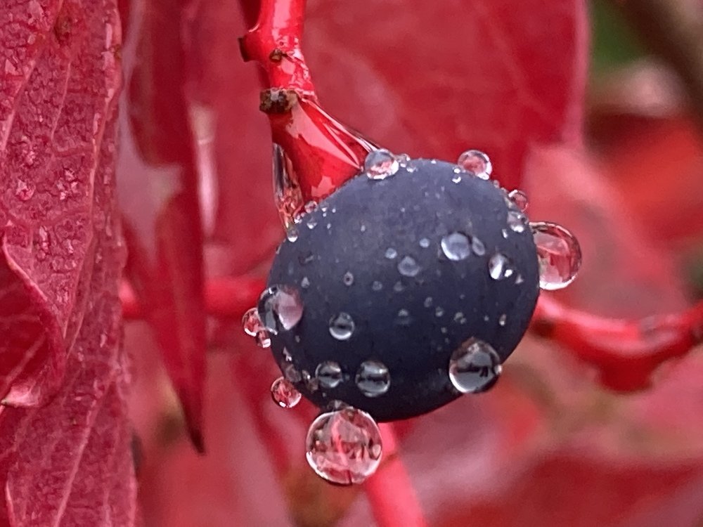 Изящные капли