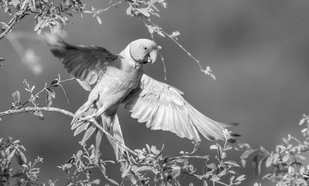 Photograph by Pramathesh Saha