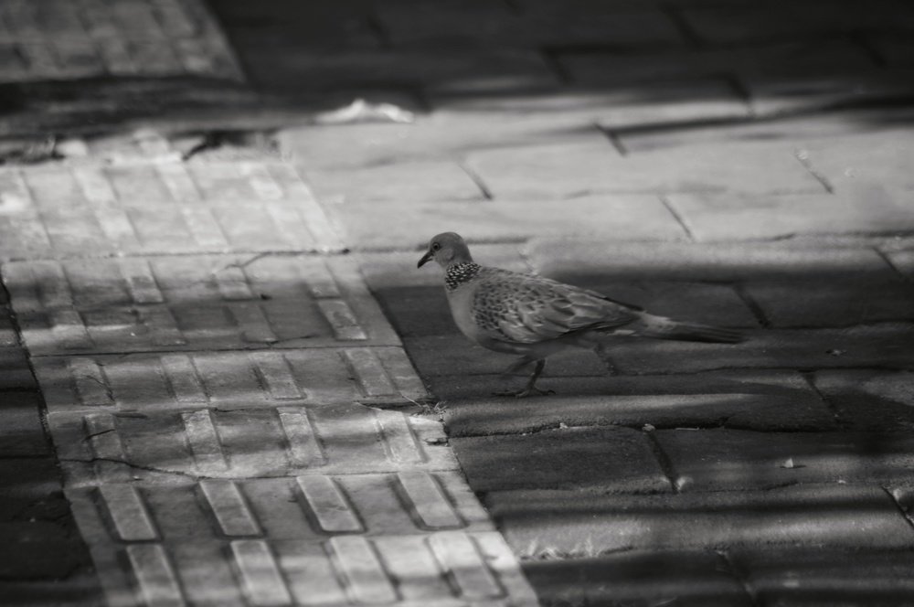 Photograph by Listiyan Rudianto