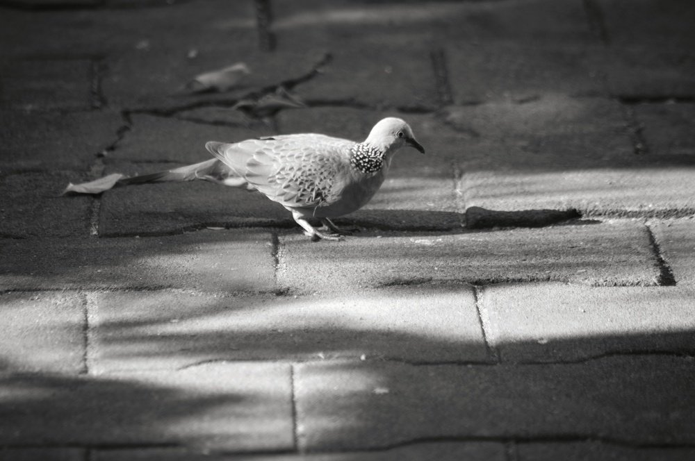 Photograph by Listiyan Rudianto