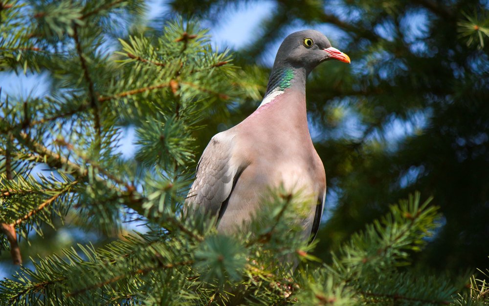 Фотография автора Михаил Назаров