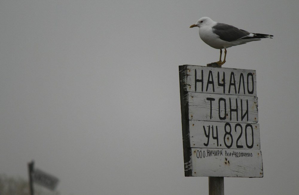 Фотография автора Михаил Назаров