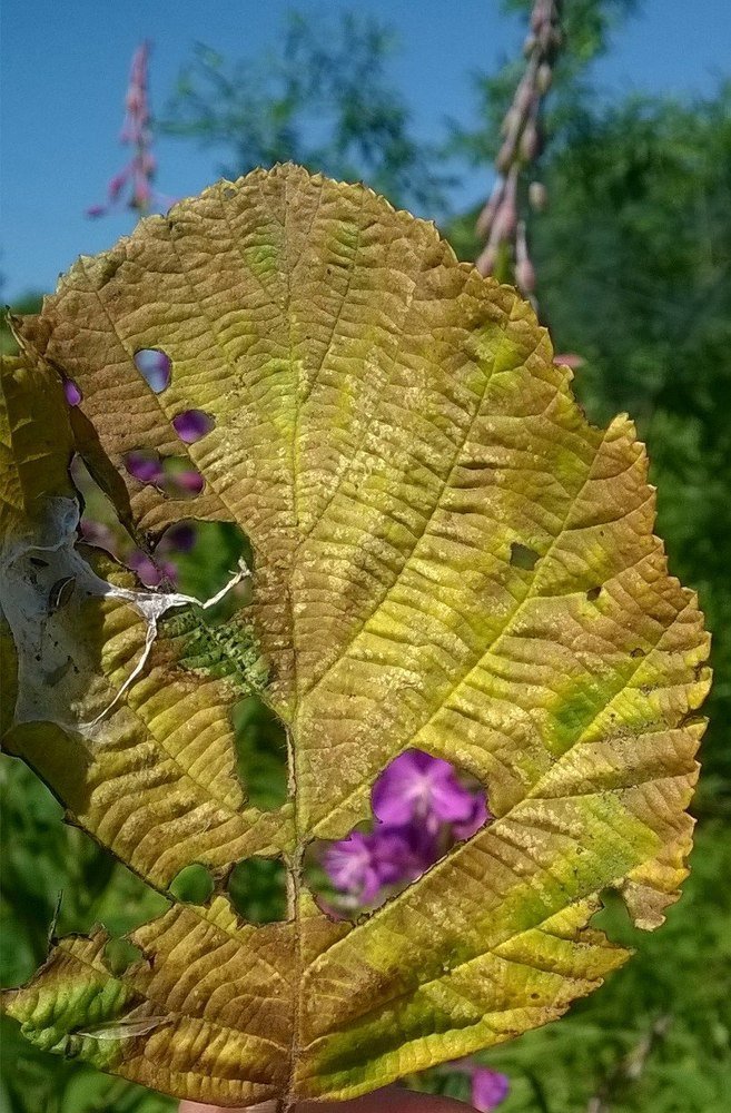 Фотография автора Михаил Назаров