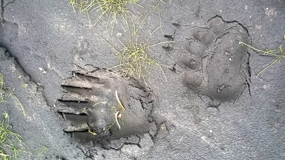 Фотография автора Михаил Назаров