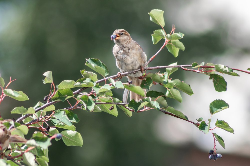 Фотография автора Аделя Пустовая