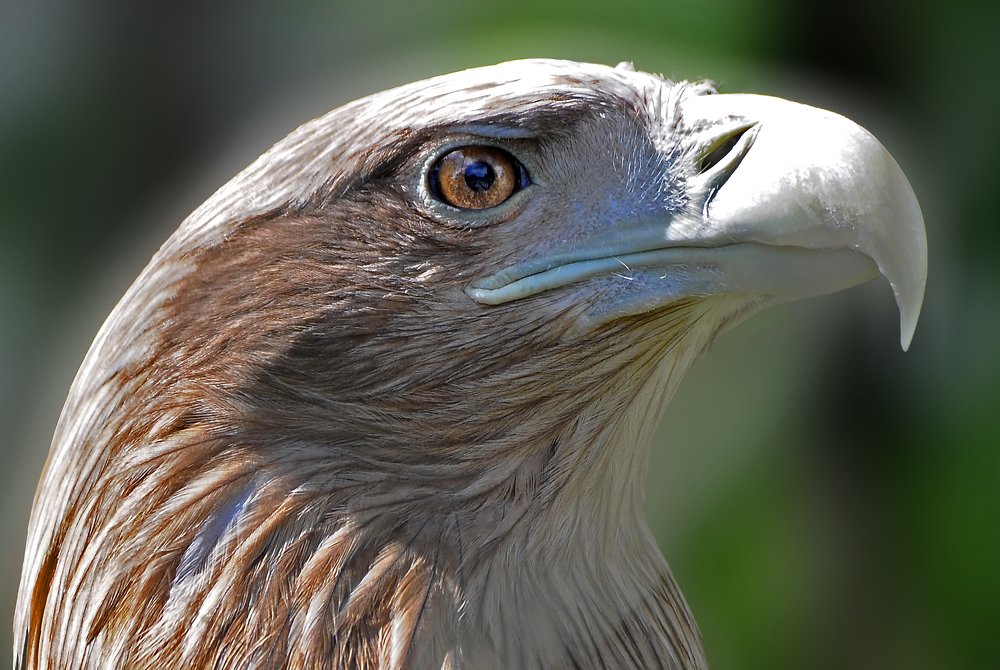 Фотография автора Антип