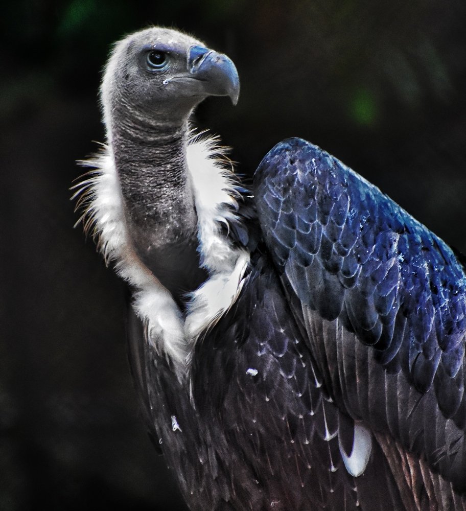 The white rumped vulture in the dark background .