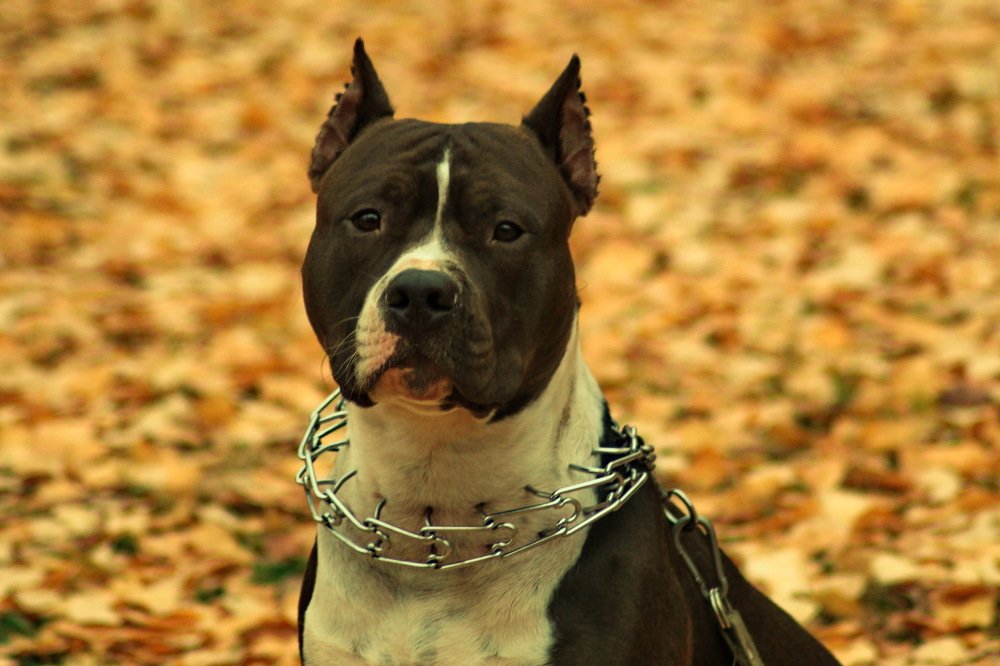 Photograph by Николай Николаевич Леухин