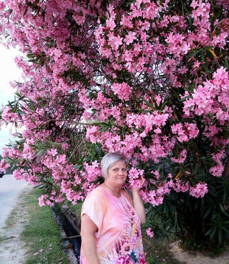 Цветущий олеандр